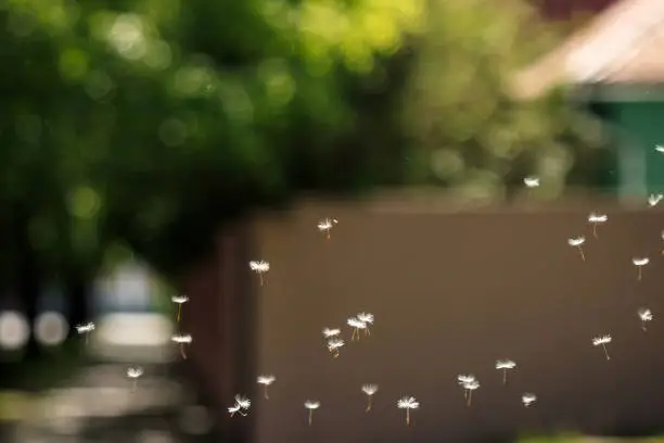 Blowball Ripe dandelion seeds fly in the wind, green background.