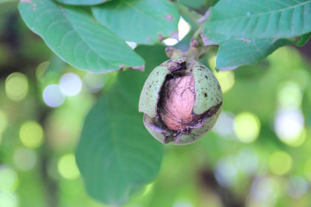 walnut on branch with green leaves. juglans regia fruit ripening on tree - 12014 imagens e fotografias de stock