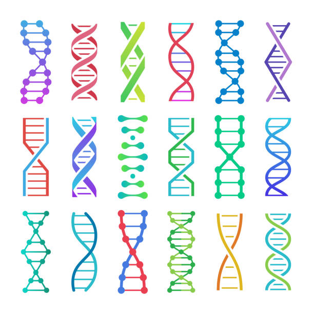 カラフルな dna アイコン。adn 構造スパイラル, デオキシリボ核酸酸医学研究およびヒト生物遺伝学コードベクトルアイコンセット - deoxyribonucleic点のイラスト素材／クリップアート素材／マンガ素材／アイコン素材