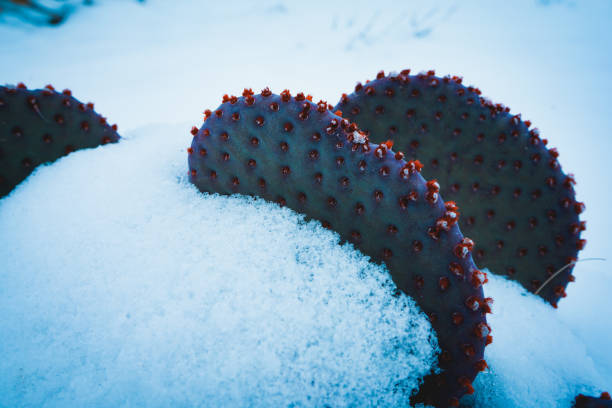 istock Red Rock Canyon with snow 1141366165
