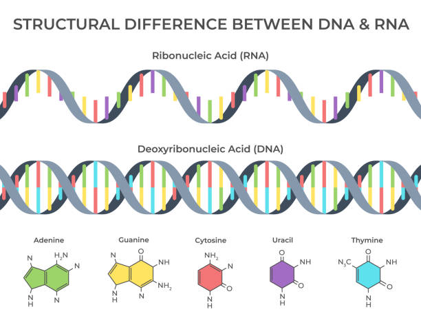 Infographic DNA and RNA spiral. Ribonucleic vs deoxyribonucleic acid structure, genetic structure and scientific vector illustration Infographic DNA and RNA spiral. Ribonucleic vs deoxyribonucleic acid structure, genetic structure and scientific. Chromosome molecule, thymine or dna and rna structuring vector illustration rna stock illustrations
