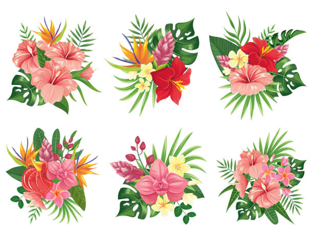 Tropical flowers bouquet. Exotic palm leaves, floral tropic bouquets and tropicals wedding invitation vector illustration set Tropical flowers bouquet. Exotic palm leaves, floral tropic bouquets and tropicals wedding invitation. Hibiscus flower and monstera hawaiian flora green. Vector illustration isolated icons set exoticism stock illustrations