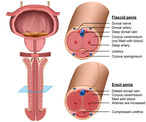 penis anatomy cross section medical 3d vector illustration penis anatomy cross section medical 3d vector illustration eps 10 phallic object stock illustrations