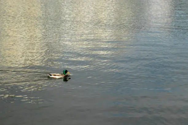 Duck swimming in the blue lake