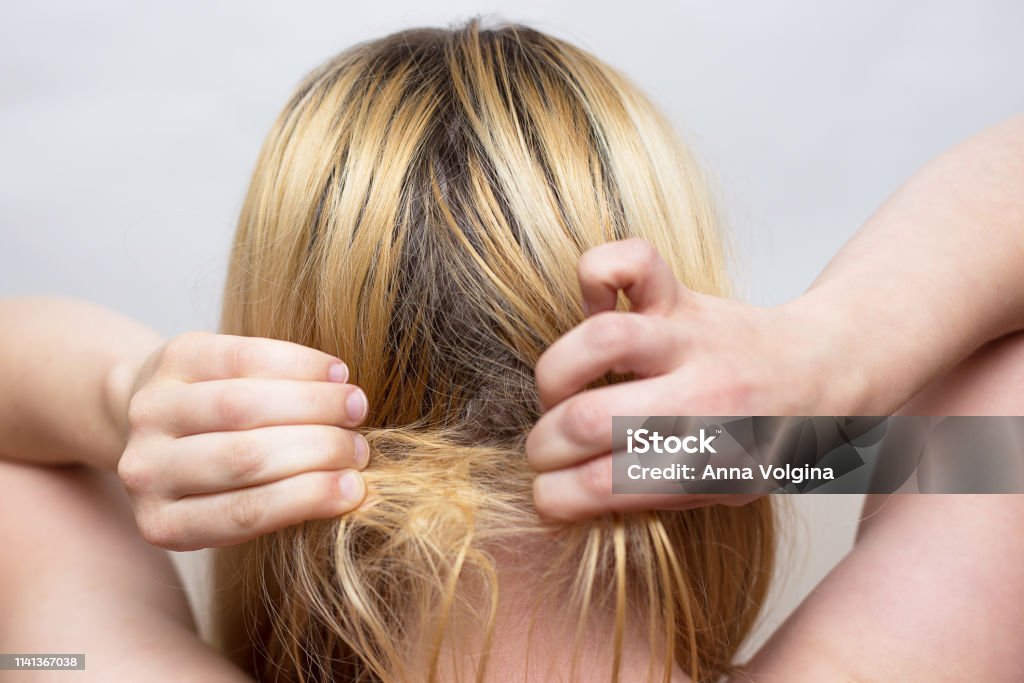 Woman Is Trying To Untangle A Hair Tuft Stock Photo - Download Image Now -  Adult, Beauty, Bunch - iStock