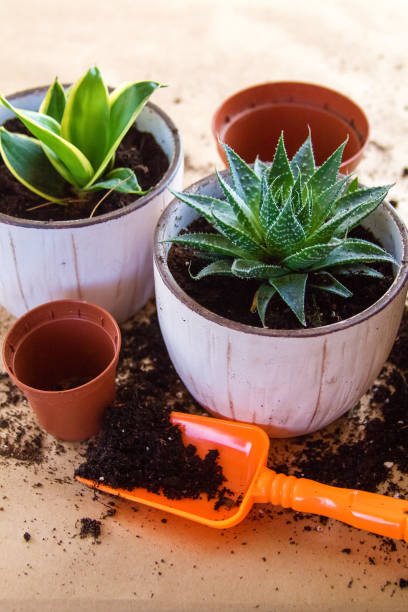 istock Woman's hands transplanting plant a into a new pot. 1141367130