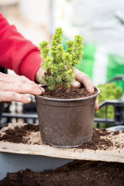 istock Farmer potting plant 1141367261