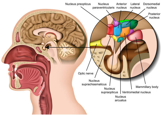 anatomia jądra mózgu w obszarze podwzgórza medycznego 3d wektor ilustracji na białym tle - hypothalamus stock illustrations