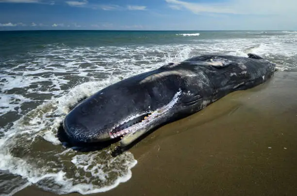 Photo of one of the sperm whale carcasses stranded on the coast of Aceh, Indonesia. Indonesia. Aceh. 14, November 2017