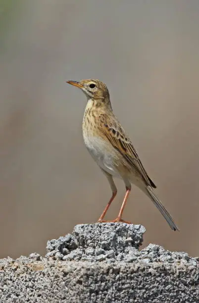 Richard's Pipit (Anthus richardi) adult standing on wall"n"nBeidaihe, Hebei, China       May 2016