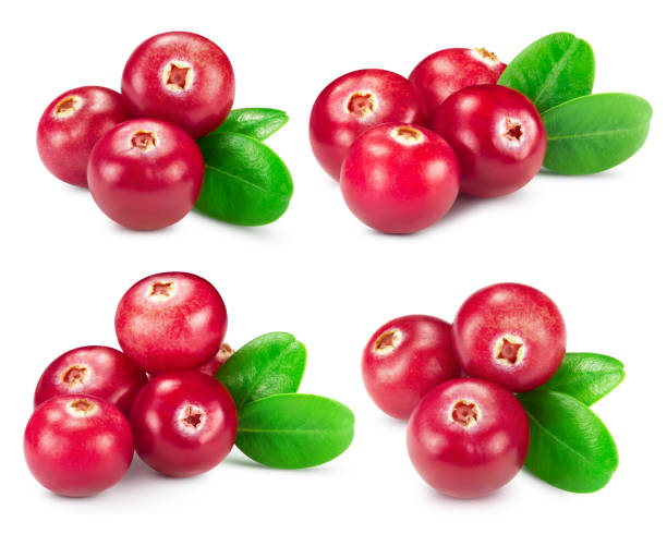 raccolta mirtilli rossi isolati - cranberry foto e immagini stock