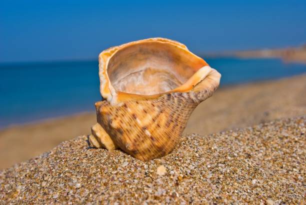 istock marine shell on a sea coast 1141368554