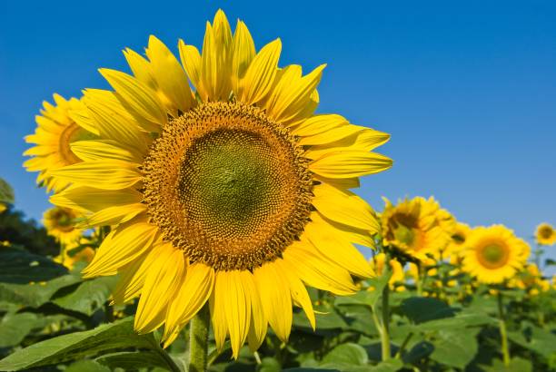istock closeup beautiful sunflovers 1141368555