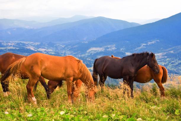 pferde auf weiden - horse panoramic scenics prairie stock-fotos und bilder