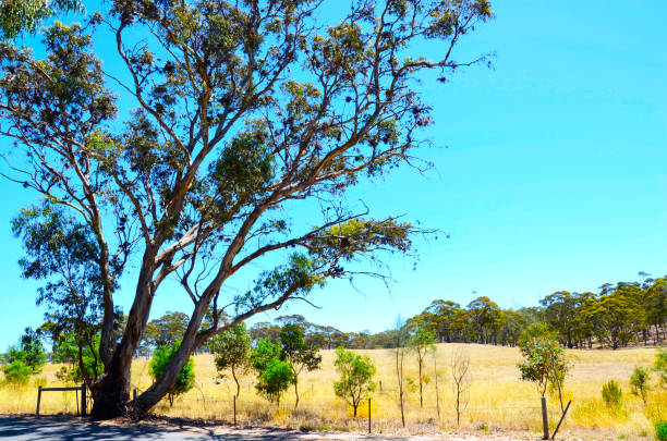 istock Iconic Australian landscape with large eucalyptus gumtree, South Australia. 1141370041