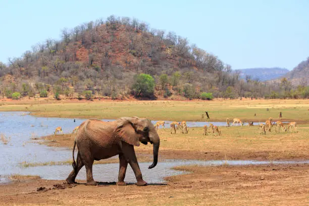 African Elephant on the shoreline of Lake Kariba, with a lush green hill and impala grazing in the grss in the background.  Matusadona National Park, Zimbabwe