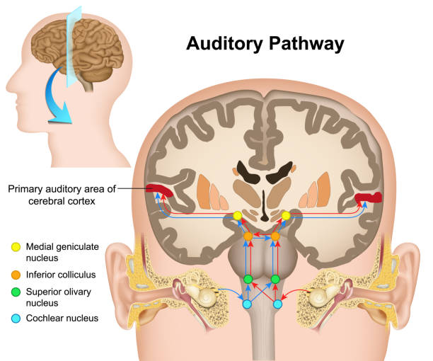 The auditory pathway medical vector illustration on white background The auditory pathway medical vector illustration on white background eps 10 thalamus illustrations stock illustrations