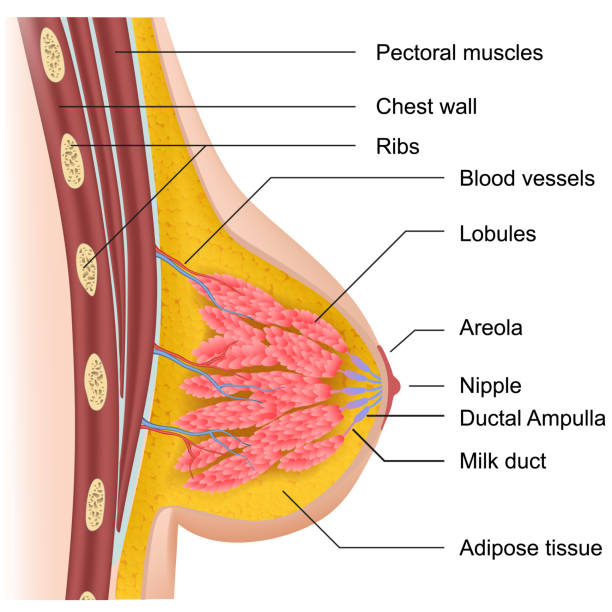 illustrazioni stock, clip art, cartoni animati e icone di tendenza di illustrazione vettoriale medica di anatomia del seno femminile su sfondo bianco - areola