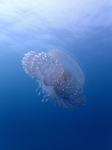 50+ Comb Jellyfish Stock Photos, Pictures & Royalty-Free Images - iStock