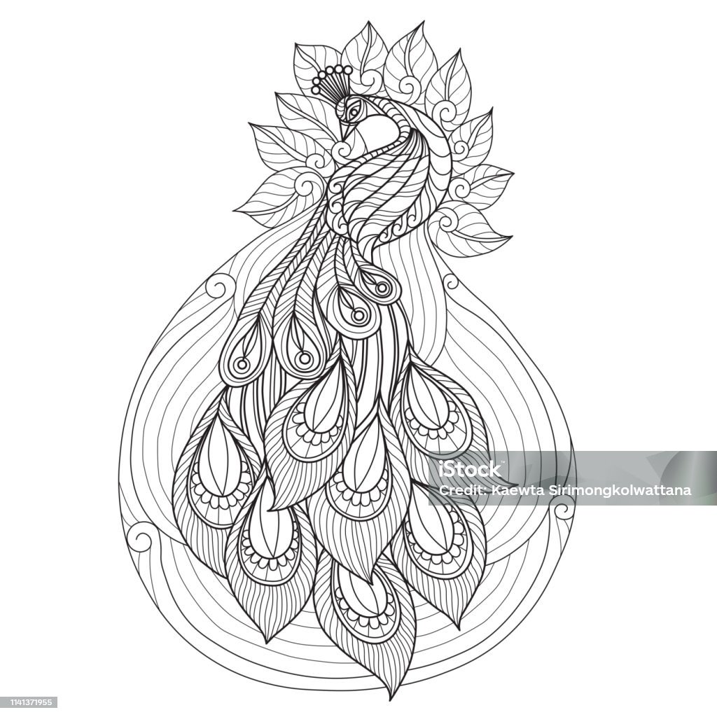 Hand drawn illustration of peacock in doodle style Hand drawn sketch illustration for adult coloring book vector was made in eps 10. Peacock stock vector