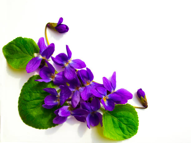istock bouquet of violets isolated on white background 1141372906