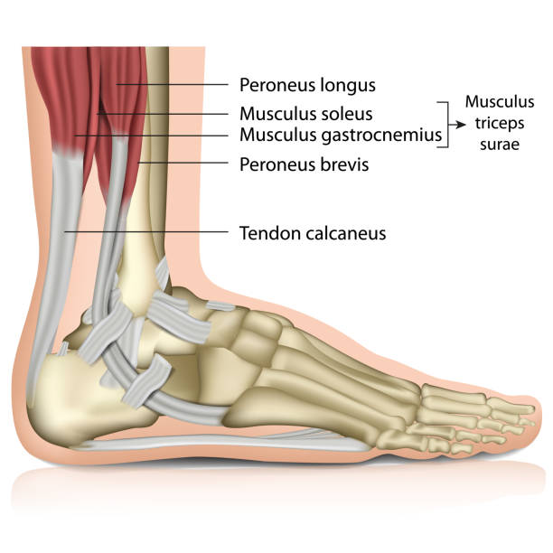 ilustraciones, imágenes clip art, dibujos animados e iconos de stock de triceps surae tobillo joint 3d ilustración vectorial médica - tendón