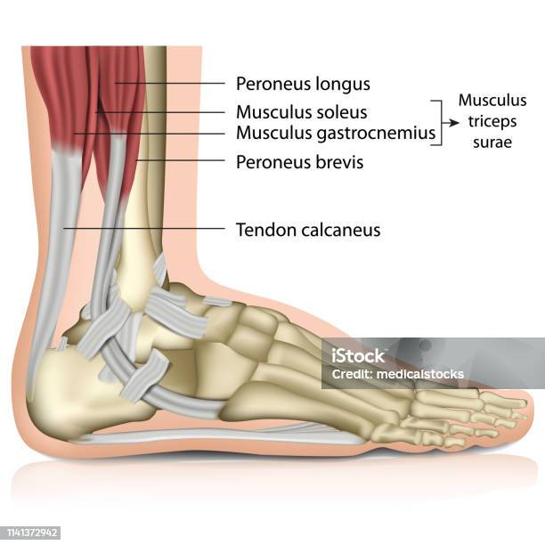 Triceps Surae Ankle Joint 3d Medical Vector Illustration Stock Illustration - Download Image Now