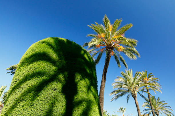 palm tree on sunny day with blue sky background.