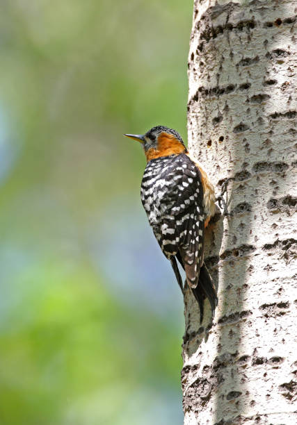 istock Rufous-bellied Woodpecker (Hypopicus hyperythrus) 1141374566