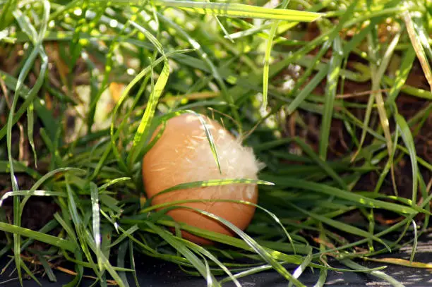Green-meadow Chicken egg, Free Range