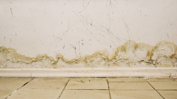 grandes manchas mojadas y moho negro en la pared de la casa doméstica después de fuertes lluvias y mucha agua - mold molding wall wet fotografías e imágenes de stock