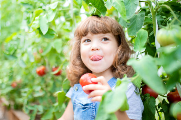 kleines mädchen im gewächshaus mit tomatenpflanzen - juicy childhood colors red stock-fotos und bilder