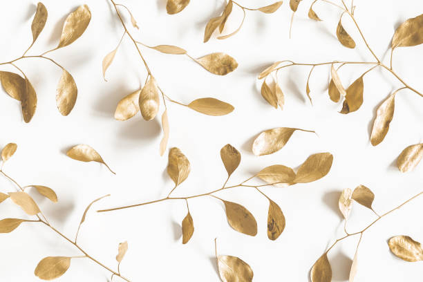 Photo of Eucalyptus leaves on white background. Pattern made of golden eucalyptus branches. Flat lay, top view