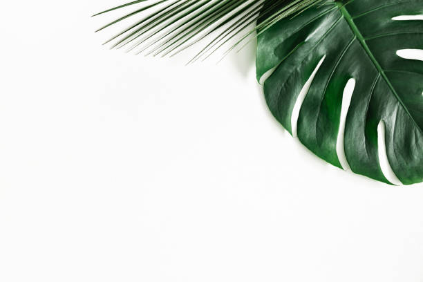 istock Summer composition. Tropical leaves on white background. Summer concept. Flat lay, top view, copy space 1141377484