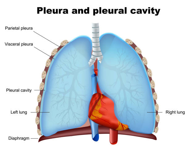 ilustrações de stock, clip art, desenhos animados e ícones de lung pleura and pleural cavity medical vector illustration on white background - parietal lobe