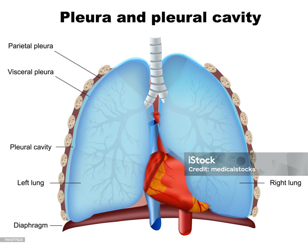 Lung pleura and pleural cavity medical vector illustration on white background Lung pleura and pleural cavity medical vector illustration on white background eps10 Pleura stock vector