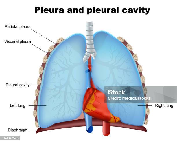 Lung Pleura And Pleural Cavity Medical Vector Illustration On White Background Stock Illustration - Download Image Now