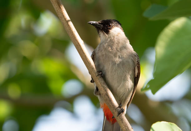 istock Close up Sooty-headed bulbul Bird Perched on Branch Isolated on Background 1141377562