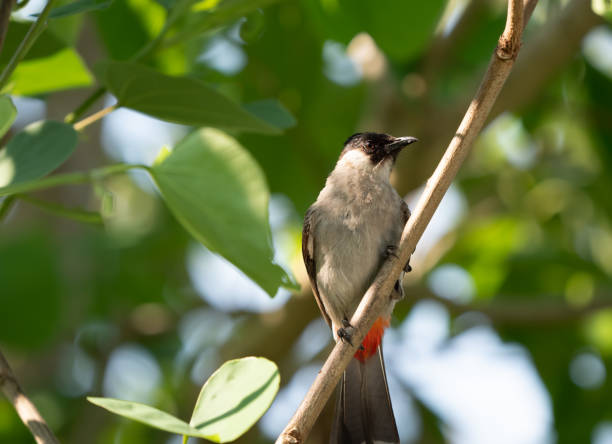 istock Close up Sooty-headed bulbul Bird Perched on Branch Isolated on Background 1141377597
