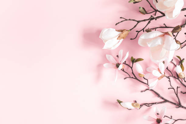 istock Flowers composition. Magnolia flowers on pastel pink background. Flat lay, top view, copy space 1141377771