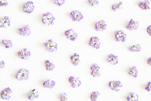 Flowers composition. Purple flowers on white background. Spring, easter concept. Flat lay, top view