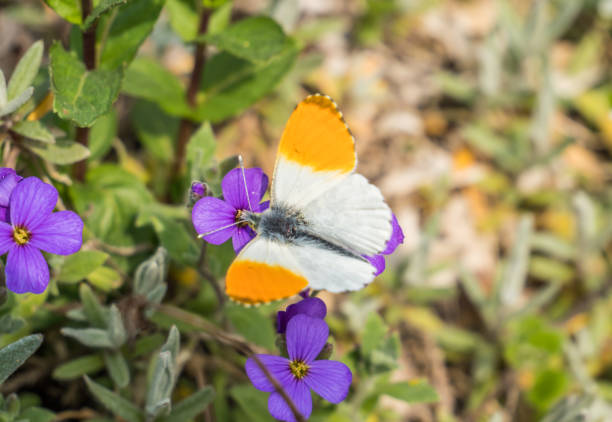 Anthocharis cardamines in the garden