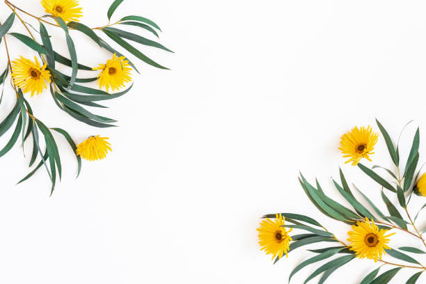 istock Flowers composition. Yellow flowers and eucalyptus leaves on white background. Spring, easter concept. Flat lay, top view, copy space 1141379045