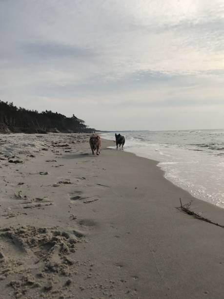 istock Australia Cattle Dog on the Beach 1141379185