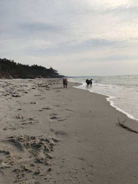 istock Australia Cattle Dog on the Beach 1141379204