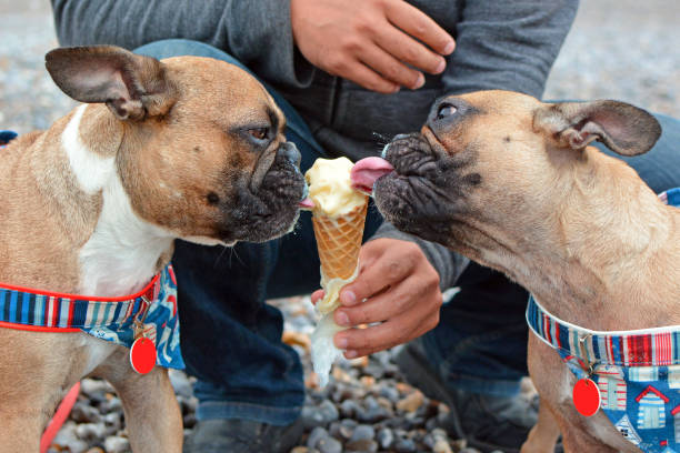 deux chiens bruns français bulldog mangeant la crème d’icea de vanille dans un cône en été - dog eating pets licking photos et images de collection