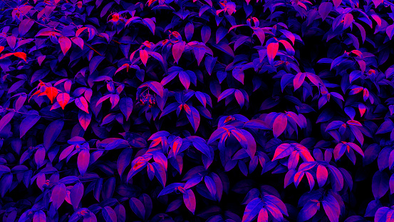 Tropical leaf forest glow in the black light background. High contrast.