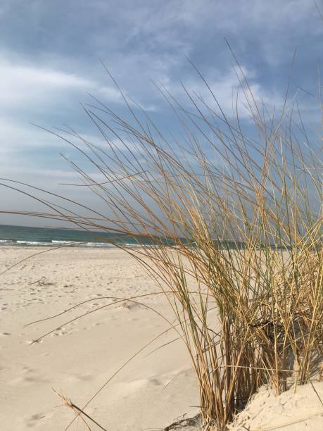 istock Beach on the Baltic Sea 1141382418