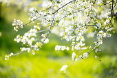 Kirschblüten im Park, Frühlingstag, April