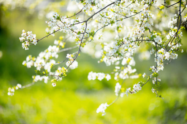 kirschblüten im park, frühlingstag, april - white blossom tree nature stock-fotos und bilder